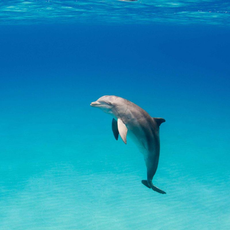 Nager avec les dauphins aux Bahamas